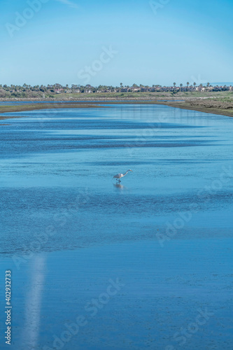 Bird perched on blue water in Bolsa Chica Nature Reserve in Huntington Beach CA