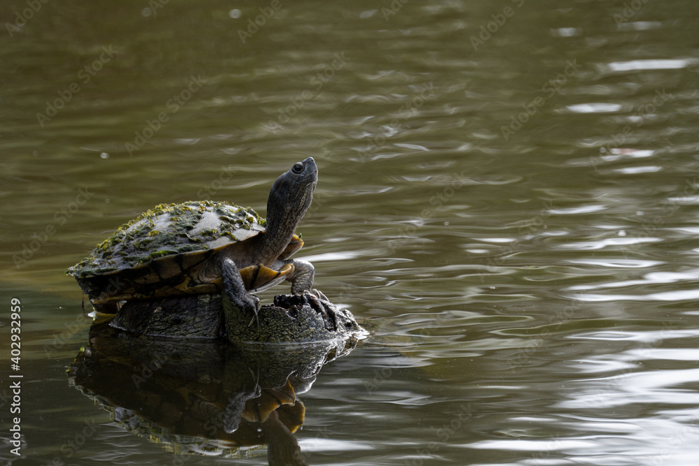 Fototapeta premium Pond Slider Turtle basking in the sun on top of a rock in a pond at Indian River Side Park in Stuart Florida