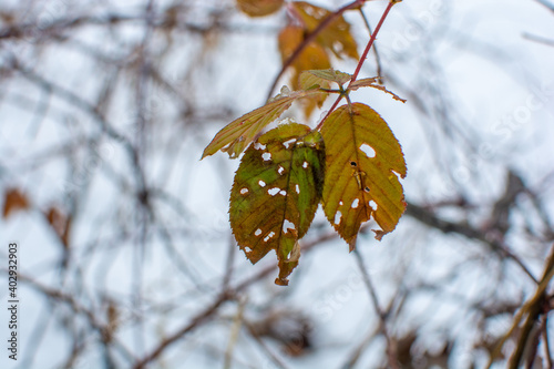 Wallpaper Mural Foliage, leaves, and weeds shown in fresh snow. The brown, green, and yellow plants shine through the bright white snowfall. Torontodigital.ca