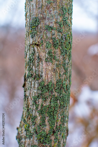 Wallpaper Mural Beautiful texture of wintery tree trunks. The trees are mossy, brown, and white with snow. Torontodigital.ca