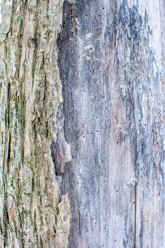 Wallpaper Mural Beautiful texture of wintery tree trunks. The trees are mossy, brown, and white with snow. Torontodigital.ca