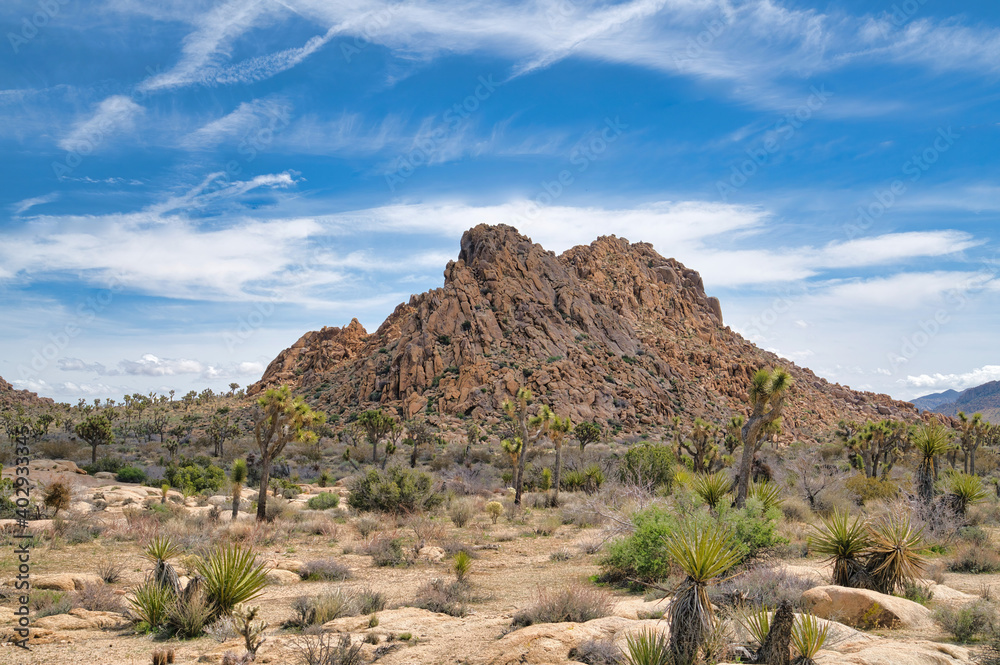 Jagged rocky mountain and Joshua tree plants at Joshua Tree National Park