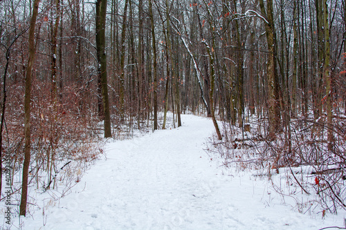 Wallpaper Mural Hiking path in woods after a fresh coat of snow. Torontodigital.ca
