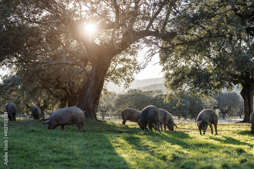 Iberian pigs eating in the middle of nature photo