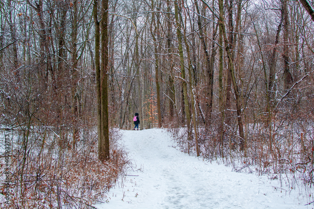 custom made wallpaper toronto digitalHiking path in woods after a fresh coat of snow.