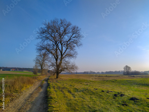 Backcountry dirt road in Rogalin landscape park, Wielkopolska region, Poland