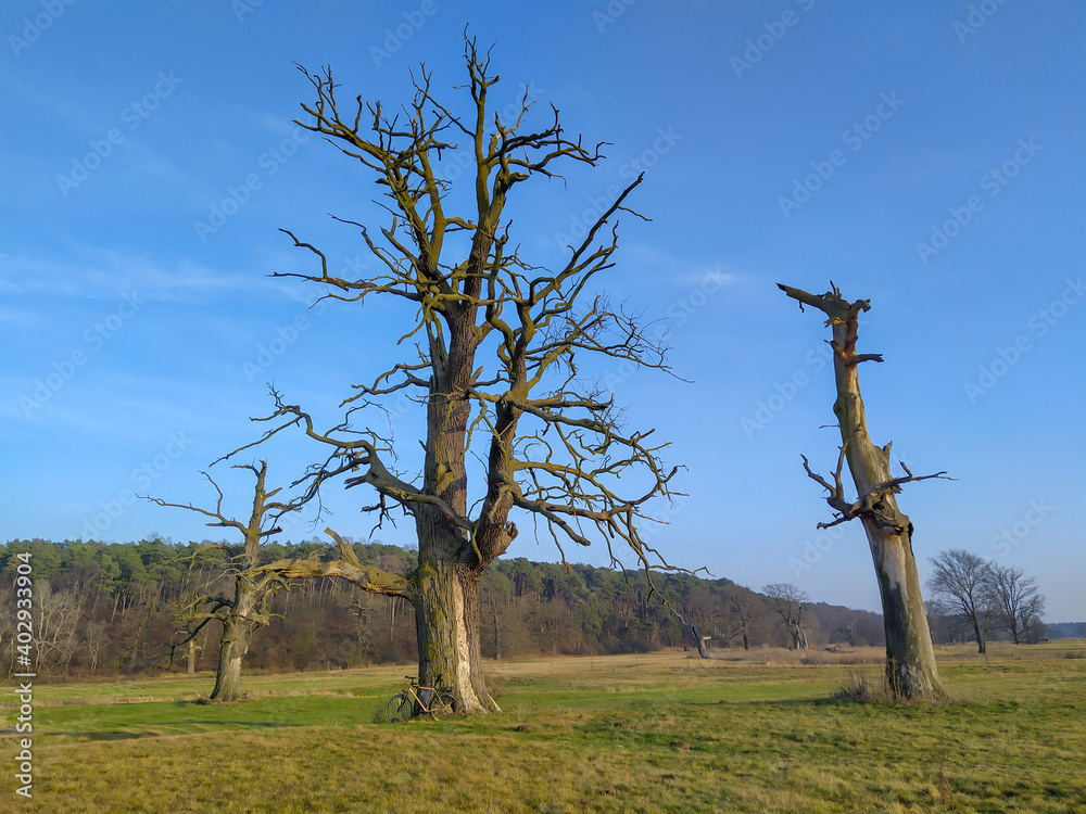 Dry oaks in Rogalin landscape park in Wielkopolska region, central Poland - obrazy, fototapety, plakaty 