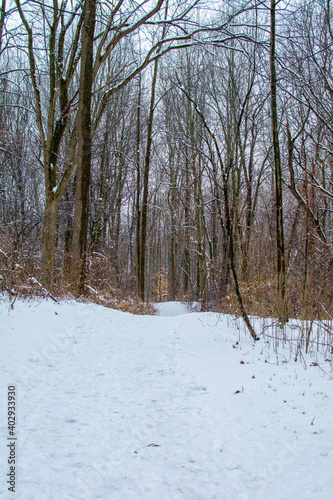 Wallpaper Mural Hiking path in woods after a fresh coat of snow. Torontodigital.ca