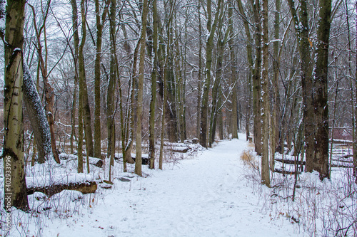 Wallpaper Mural Hiking path in woods after a fresh coat of snow. Torontodigital.ca
