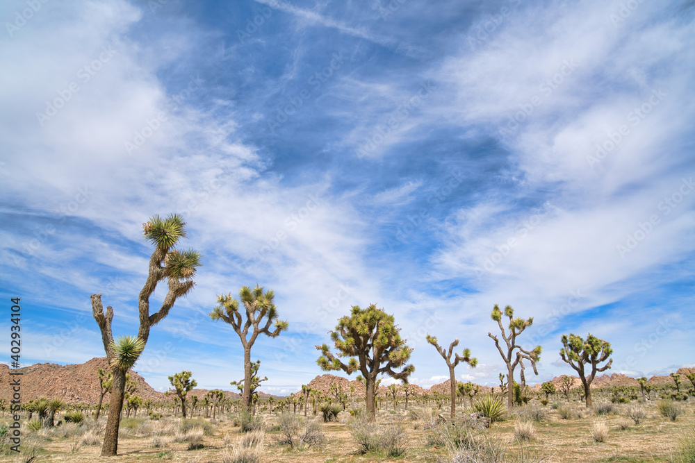 California desert scenery with Joshua tree plants at Joshua Tree National Park California desert scenery with Joshua tree plants at Joshua Tree National Park