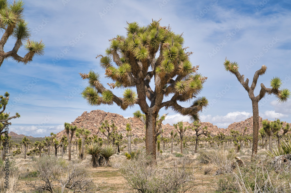 Joshua trees and mountain of rocks at Joshua Tree National Park in California