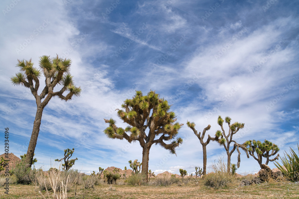 Joshua Tree National Park with Joshua tree plants and mountain of huge rocks