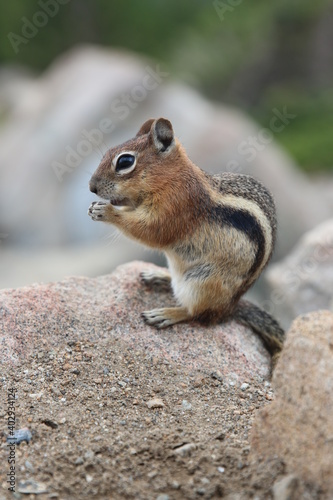 a chipmunk