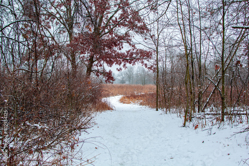 Wallpaper Mural Hiking path in woods after a fresh coat of snow. Torontodigital.ca