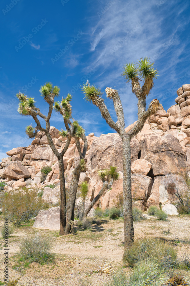 Tall Joshua tree plants and mountain of huge rocks at Joshua Tree National Park Tall Joshua tree plants and mountain of huge rocks at Joshua Tree National Park