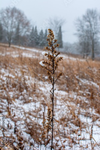 Wallpaper Mural Foliage, leaves, and weeds shown in a fresh snow. The brown, green, and yellow plants shine through the bright white snowfall. Torontodigital.ca