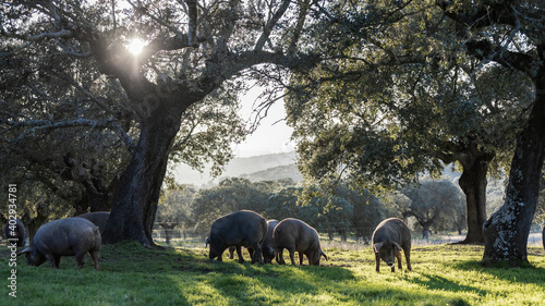 Fototapeta Naklejka Na Ścianę i Meble -  Iberian pigs eating in the middle of nature