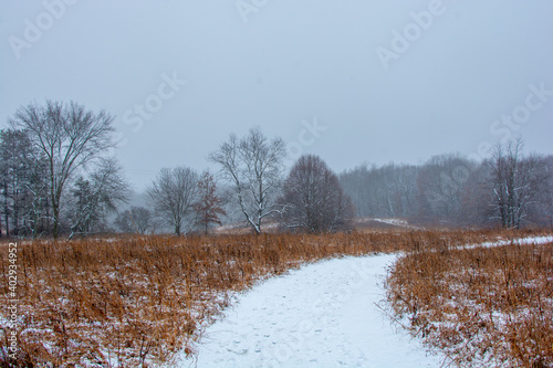 Wallpaper Mural Beautiful snowy landscape seen while hiking. There is a fresh coat of bright white snow on the ground and a colorful plain of yellow and brown foliage on either side of a hiking path. Torontodigital.ca