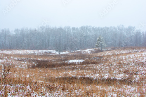 Wallpaper Mural Beautiful snowy landscape seen while hiking. There is a fresh coat of bright white snow on the ground and a colorful plain of yellow and brown foliage on either side of a hiking path. Torontodigital.ca
