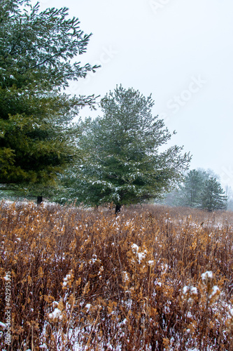 Wallpaper Mural Beautiful snowy landscape seen while hiking. There is a fresh coat of bright white snow on the ground and a colorful plain of yellow and brown foliage on either side of a hiking path. Torontodigital.ca