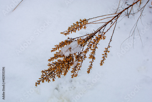 Wallpaper Mural Foliage, leaves, and weeds shown in a fresh snow. The brown, green, and yellow plants shine through the bright white snowfall. Torontodigital.ca