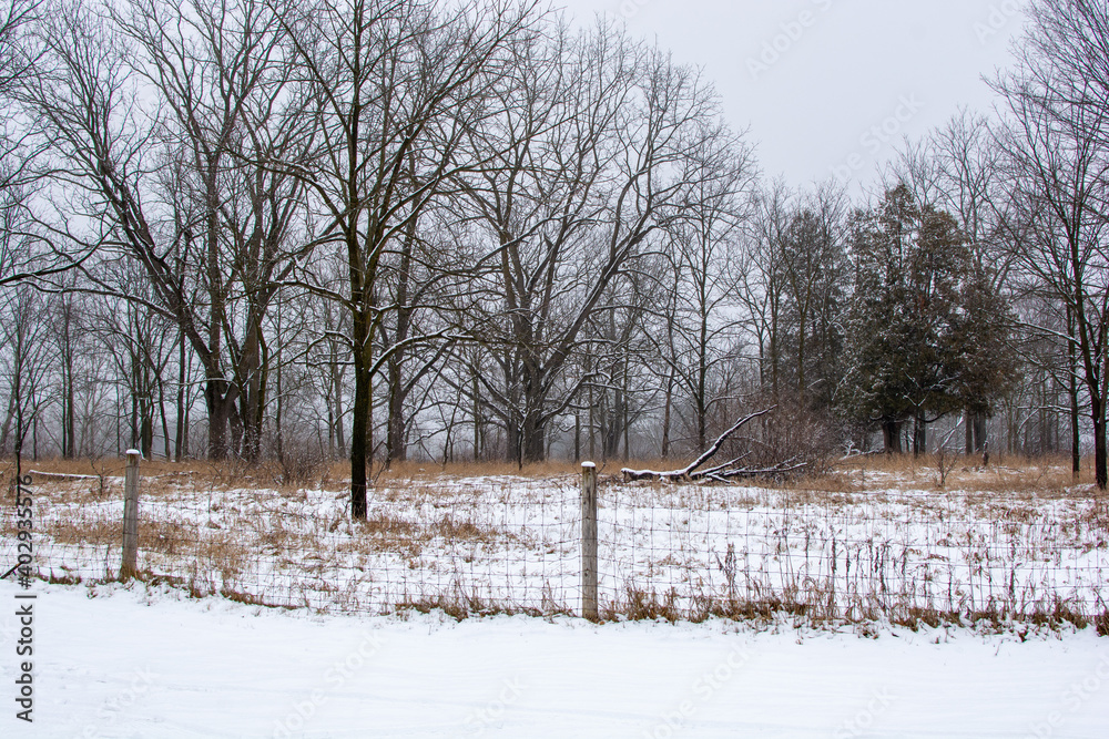 custom made wallpaper toronto digitalBeautiful snowy landscape seen while hiking. There is a fresh coat of bright white snow on the ground and a colorful plain of yellow and brown foliage on either side of a hiking path.