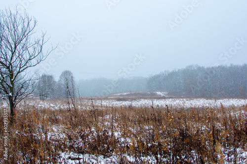 Wallpaper Mural Beautiful snowy landscape seen while hiking. There is a fresh coat of bright white snow on the ground and a colorful plain of yellow and brown foliage on either side of a hiking path. Torontodigital.ca
