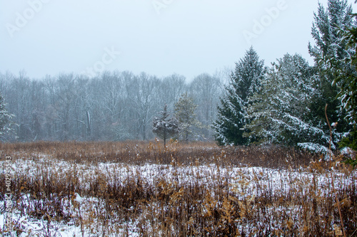 Wallpaper Mural Beautiful snowy landscape seen while hiking. There is a fresh coat of bright white snow on the ground and a colorful plain of yellow and brown foliage on either side of a hiking path. Torontodigital.ca