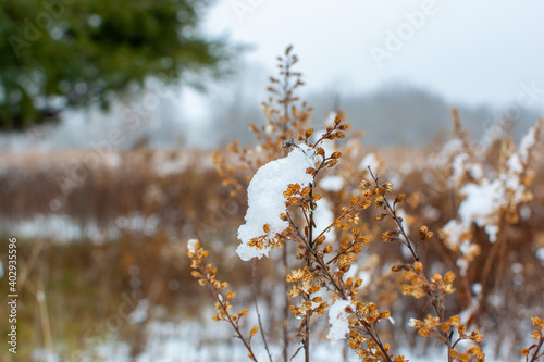 Wallpaper Mural Foliage, leaves, and weeds shown in a fresh snow. The brown, green, and yellow plants shine through the bright white snowfall. Torontodigital.ca