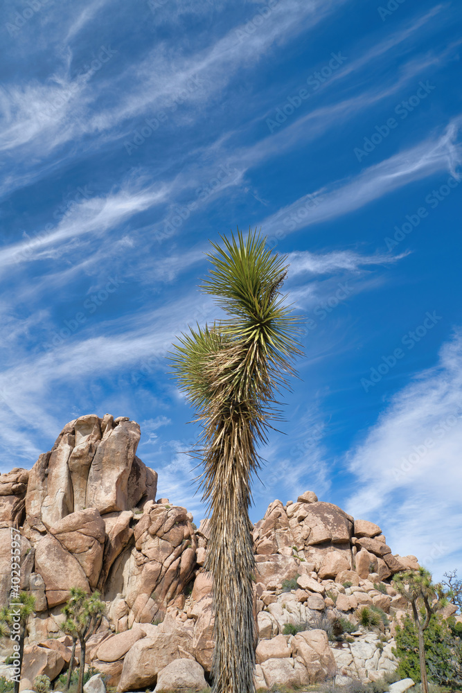 Joshua tree and huge rocks against vivid blue sky at Joshua Tree National Park Joshua tree and huge rocks against vivid blue sky at Joshua Tree National Park