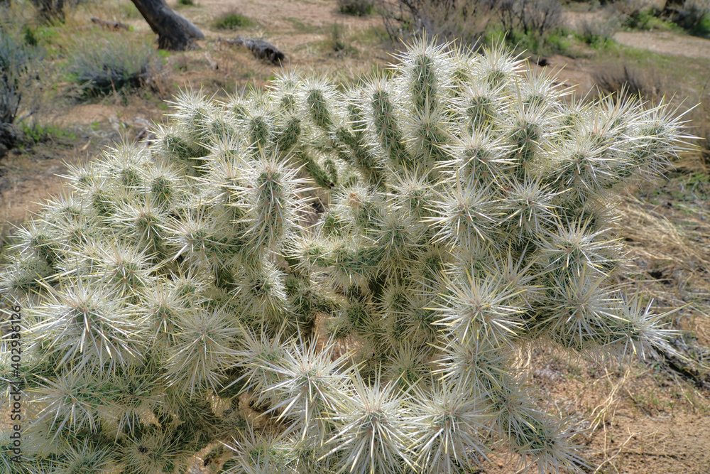 Close up of a plant at Joshua Tree National Park in California desert landscape Close up of a plant at Joshua Tree National Park in California desert landscape