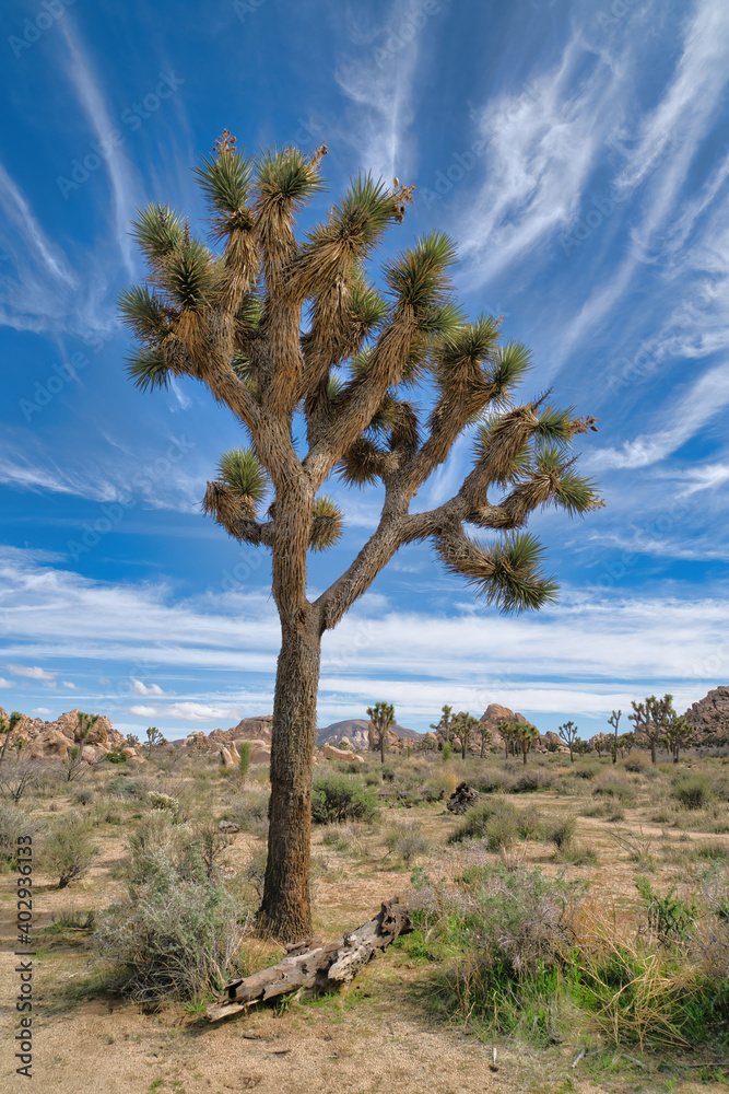 Tall grown Joshu tree at Joshua Tree National Park against blue sky and clouds Tall grown Joshu tree at Joshua Tree National Park against blue sky and clouds