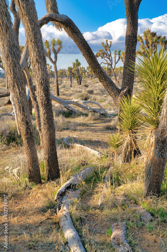 Joshua Tree National Park desert landscape with thriving Joshua tree plants