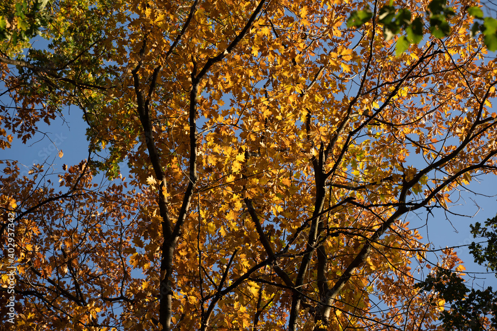 Colorful autumn leaves on trees lit by sunlight with a beautiful blue sky in the background. Green, brown and yellow foliage. Colorful autumn leaves on trees lit by sunlight with a beautiful blue sky in the background. Green, brown and yellow foliage.