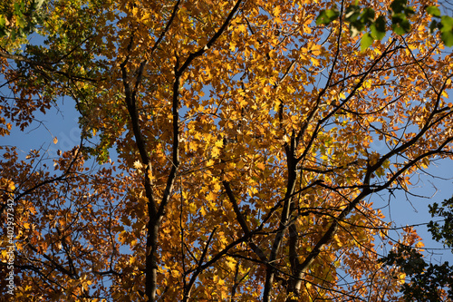 Colorful autumn leaves on trees lit by sunlight with a beautiful blue sky in the background. Green, brown and yellow foliage.