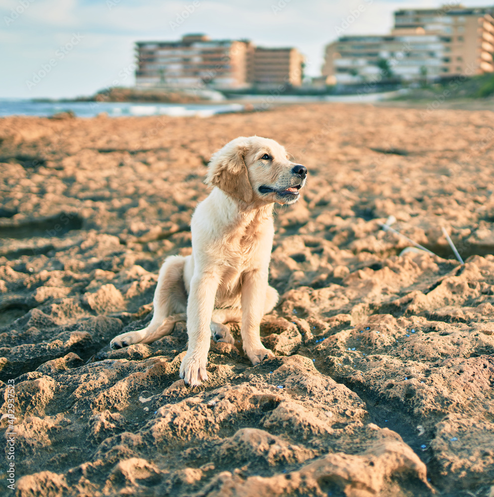 Beautiful and cute golden retriever puppy dog having fun at the beach sitting on the golden sand. Lovely labrador purebred at the shore on summer Beautiful and cute golden retriever puppy dog having fun at the beach sitting on the golden sand. Lovely labrador purebred at the shore on summer