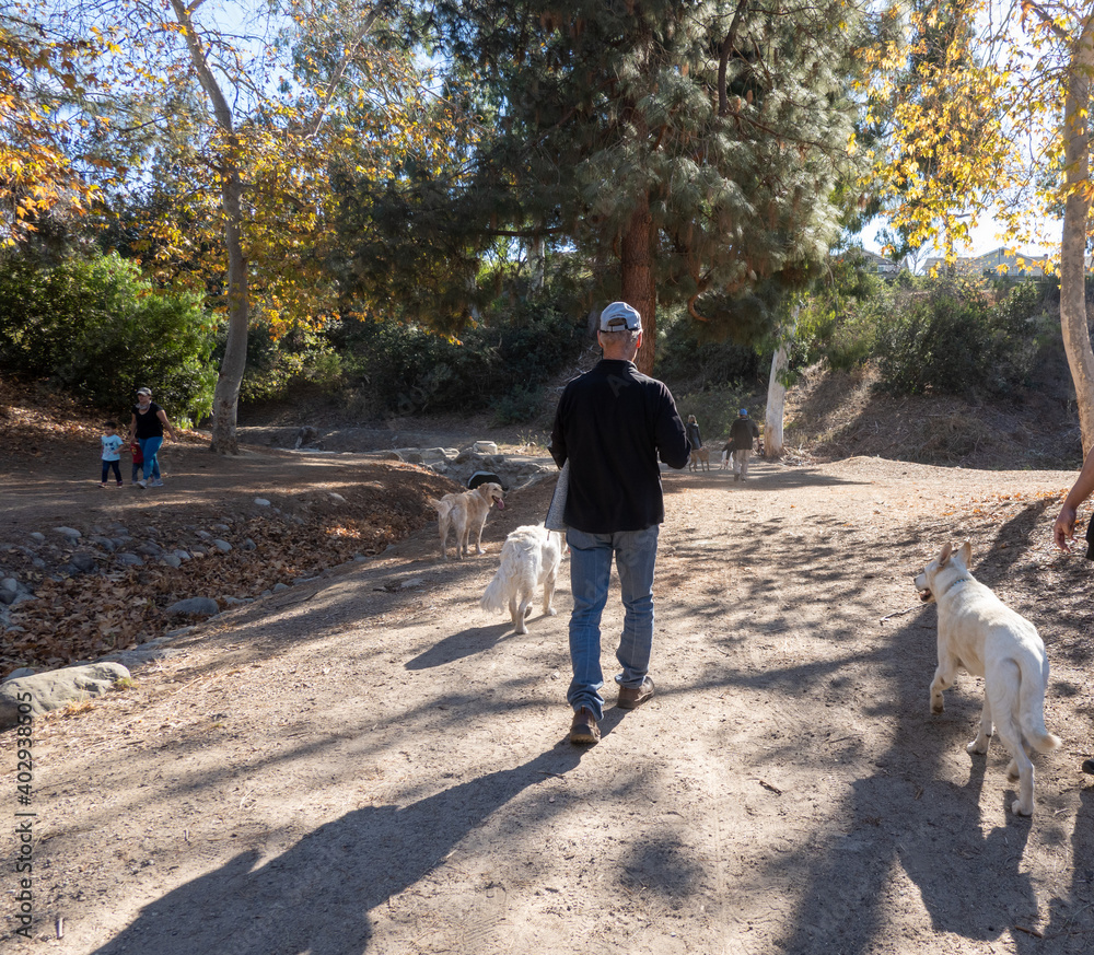 Fototapeta premium Senior elderly man walking hiking with his dogs along the trail in the forest for exercise and health