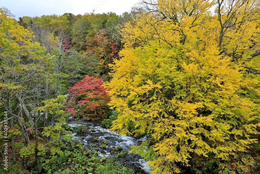 Fototapeta premium 滝見橋から見たカツラの黄葉とカエデの紅葉のコラボ情景@阿寒湖、北海道