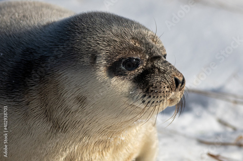 A close up of a large adult harp seal with a light grey coat and dark spots. The seal is propped up on the ice looking attentively.The dark eyed, earless, and long whiskered saddleback has soft fur. 