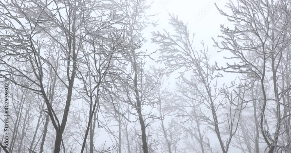 Frozen, icy frosty branches in a forest, cold winter fog, wind moving trees Frozen, icy frosty branches in a forest, cold winter fog, wind moving trees
