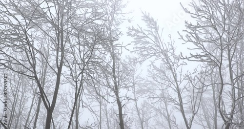Wallpaper Mural Frozen, icy frosty branches in a forest, cold winter fog, wind moving trees Torontodigital.ca