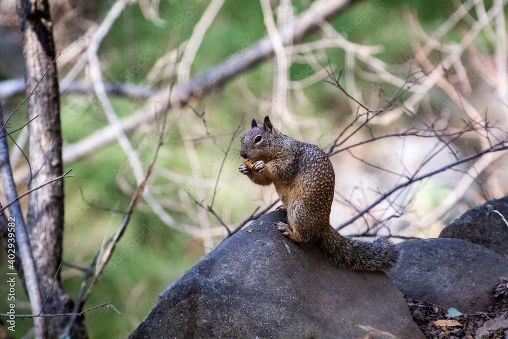 Western Ground Squirrel eating an acorn Western Ground Squirrel eating an acorn