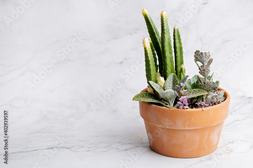 Arrangement of variety succulent house plants in pot isolated on white background.  