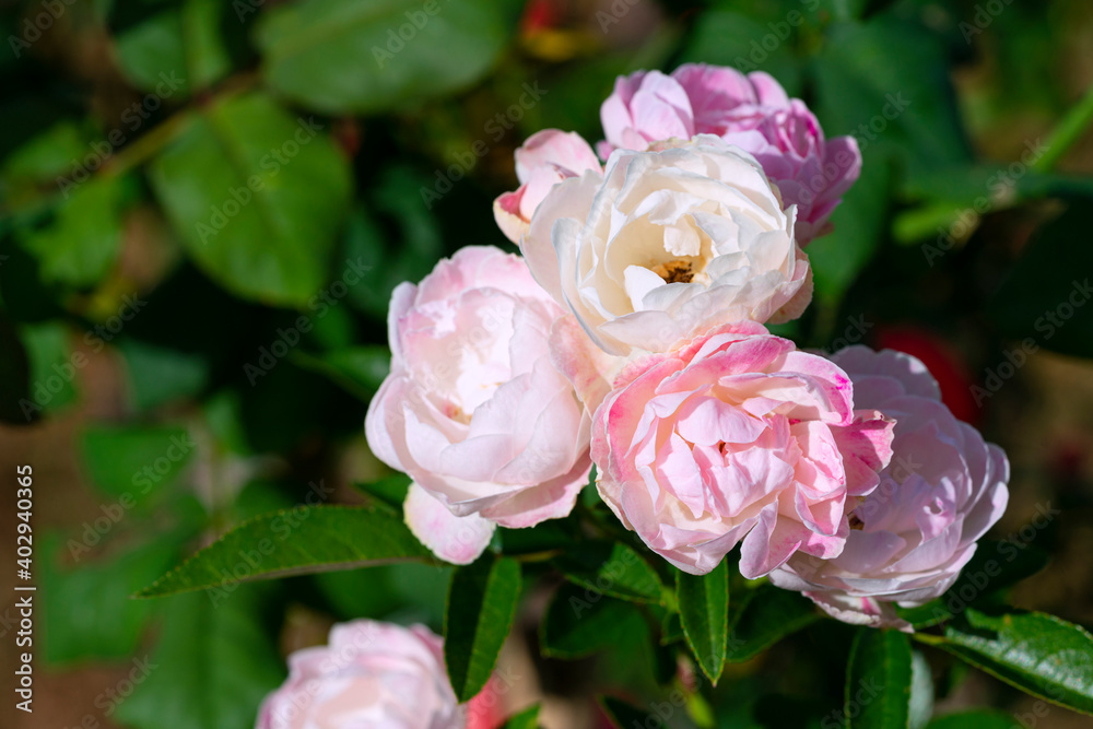 Fototapeta premium A close-up of beautiful roses