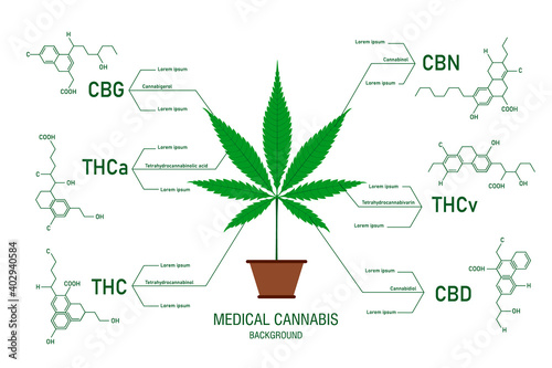 The benefits of healthy marijuana leaves cannabinoid 101 infographic