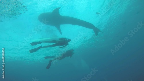 Wallpaper Mural Whale shark and divers undewater. Torontodigital.ca