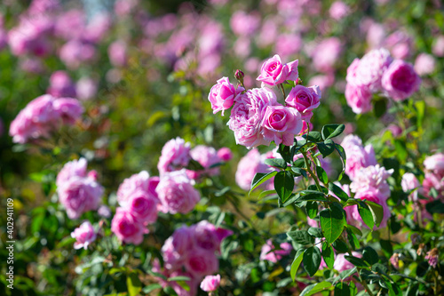 Pink rose in beautiful nature garden