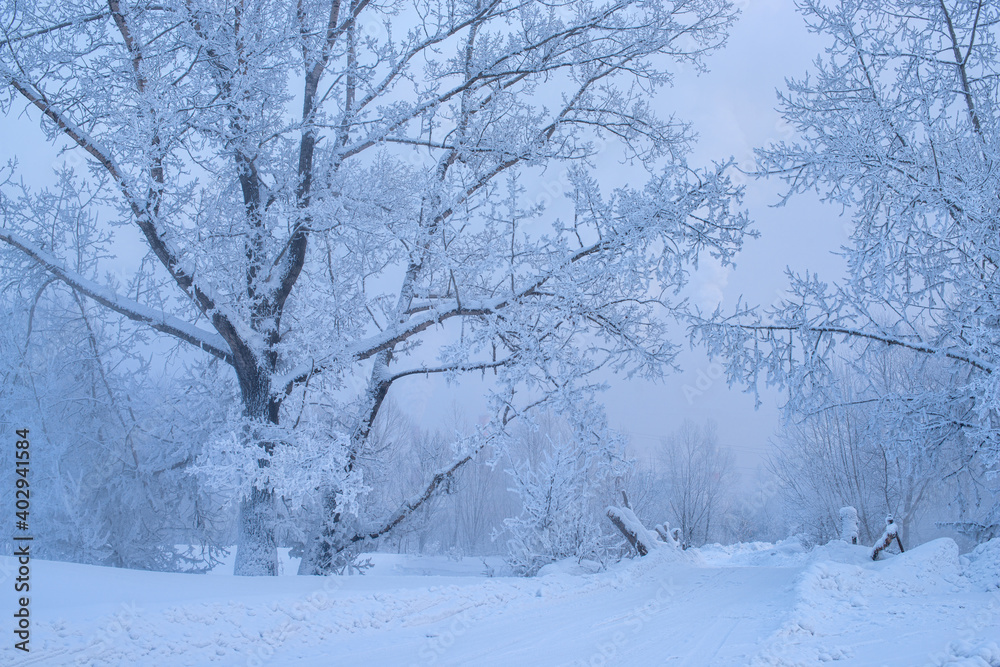 Winter trees in mountains covered with fresh snow Winter trees in mountains covered with fresh snow