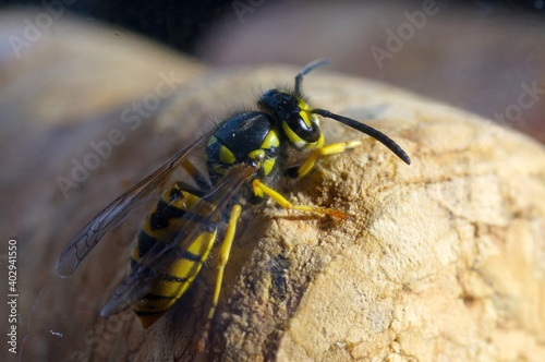 Wasp - a wild insect in black and yellow stripes, with a sting, walking on a traffic jam.