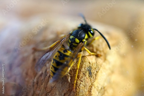 Wasp - a wild insect in black and yellow stripes, with a sting, walking on a traffic jam. © Adam Bialek